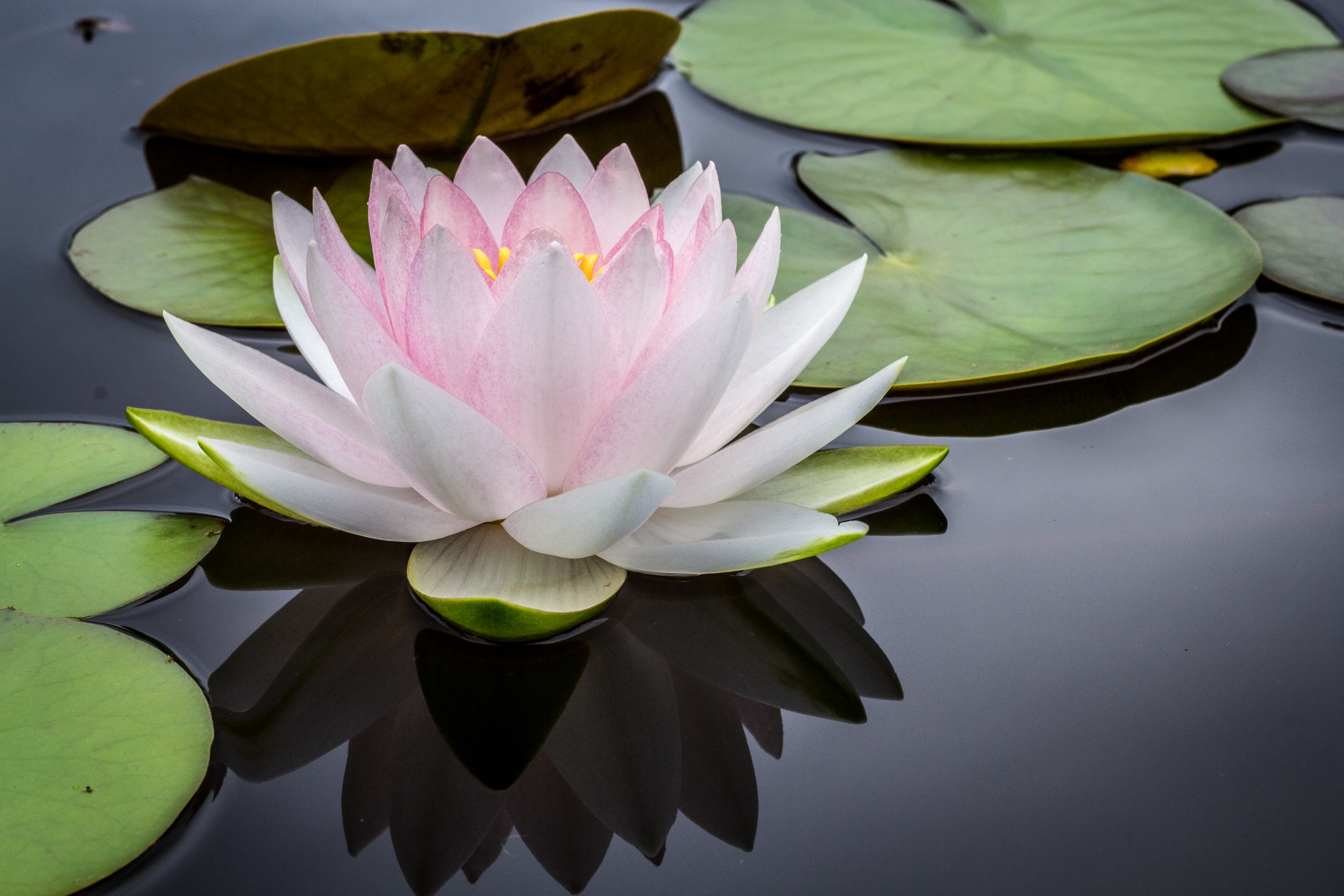 Leadership and Organization Development